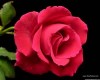 Lễ Vu Lan báo hiếu và ý nghĩa bông hồng cài ngực áo